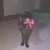 fhncy.jl