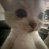 pretty_coquette8