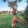 vincenzopascale0