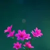 thnh.minh951