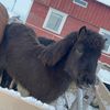 the_norwegian_girl