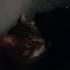 nfzeki98