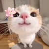 anoi.6