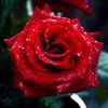 n.saharshah