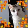 pattymdp4