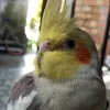 me_chamo_theo