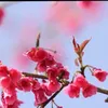 kim.lin5801