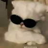 batata_rodativa