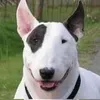 sukhacbiet3