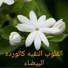 sfaa.sfaa3