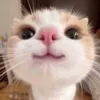 tnapu25._._