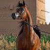 ahmad.1668855