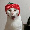 qoqwetgirls