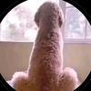 kingpharaoh70