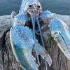 blue.lobster78