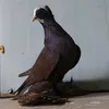 حيدر العراقي النجفي طيور زينه.