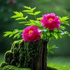 om.shomok20