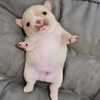 pibblefarts