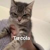 fer.s_23