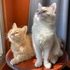 jajanan kucing