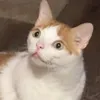 yamatookira