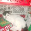 labiba_974