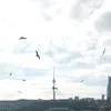 kazimov_975