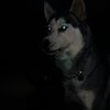unsettlingcanines