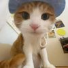 pet_babyloverool