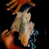 lhfishphitan