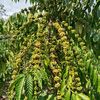petani.kopi62