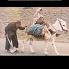 rebaz.ahmad83