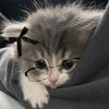 frankheart_8