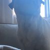 melinathepug