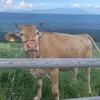 ilovegogovanira