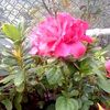 cante.liliana