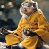 focus.the.gentle