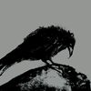 crow_crow26