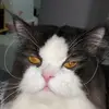 nuna_owl