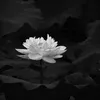 vngclm94