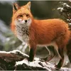 raposadestemida