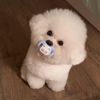 cutestorm