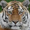 tiger05765