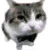 el_gato_fino.1