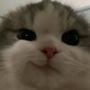 louisvgttj
