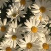 _amal_678