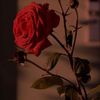 noumanraza863