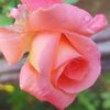 may.myanmar49