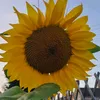 flowerpat61