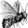 Beeel
